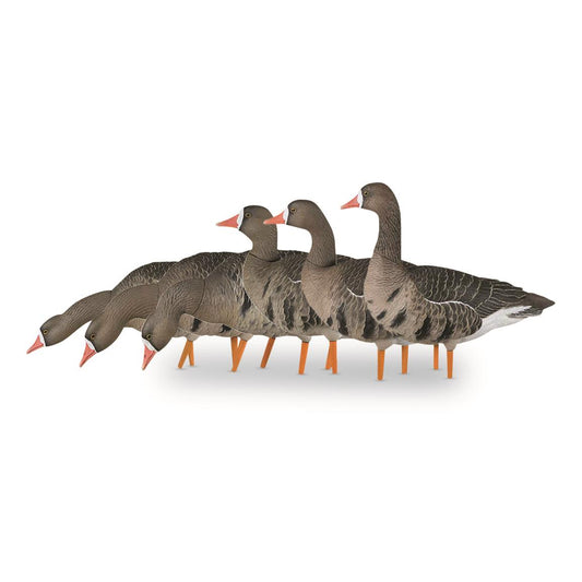AVIAN X FLOCKED FUSION SPECKLEBELLY 6PK