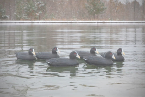 STANDARD COOT