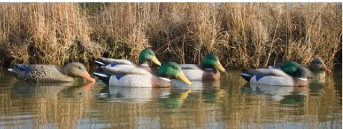 FULL SIZE MALLARD