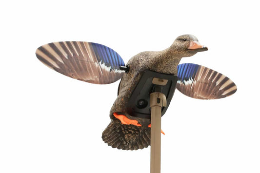 Mojo Mini Mallard Hen HW2471-3P