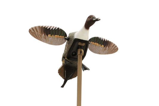 Mojo Pintail HW2469-3P