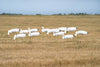 GHG Pro-Grade Snow Goose Sock Decoys