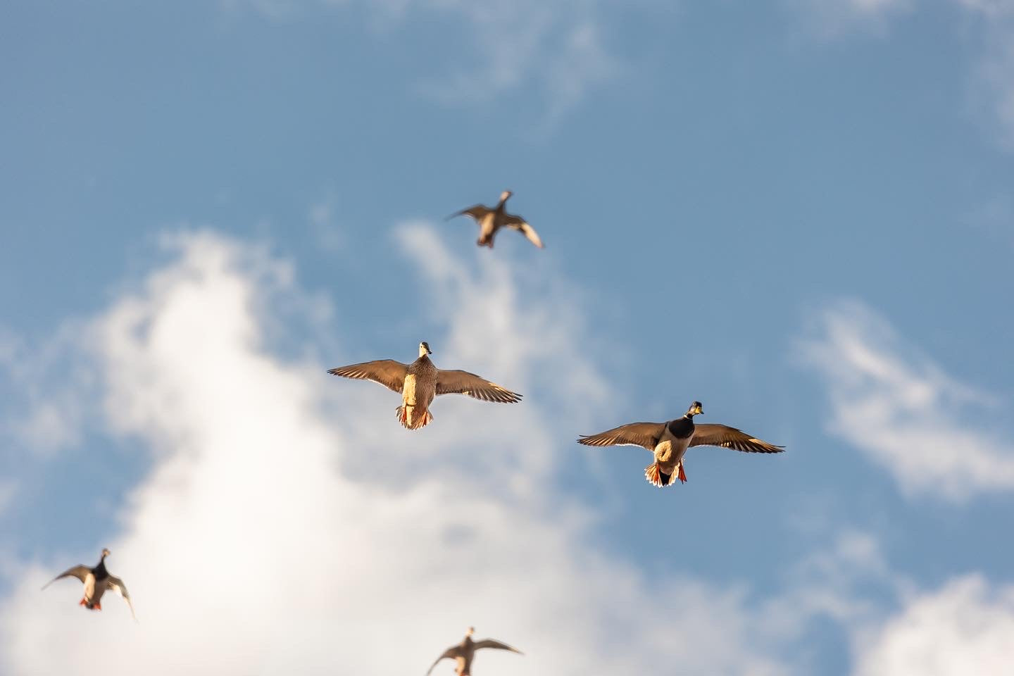 Decoys