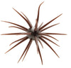 Hideup Coike Creature Bait
