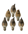 19913 STANDARD GADWALL