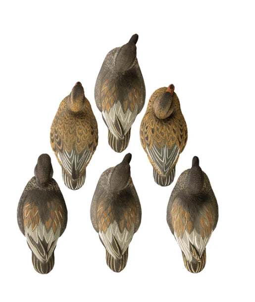 19913 STANDARD GADWALL