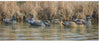 19913 STANDARD GADWALL