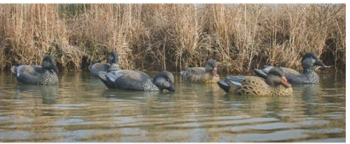 19913 STANDARD GADWALL