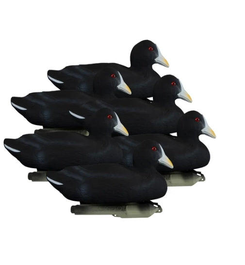 STANDARD COOT