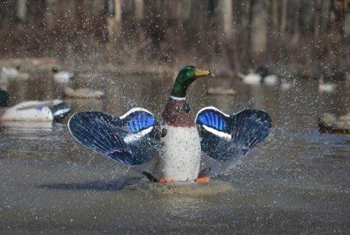 SPLASHING FLASHER Mallard Drake