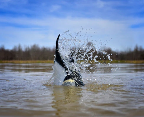 PULSATOR PRO PINTAIL