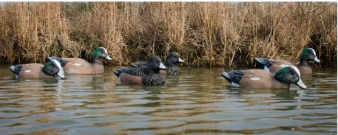 STANDARD WIDGEON