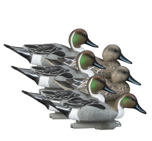 STANDARD PINTAIL