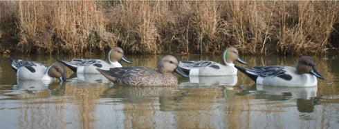 STANDARD PINTAIL