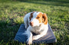 Lucky Duck Comfort Kennel Pad - Gray