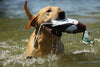 Avery EZ-Bird Wigeon Dog Training Dummy