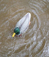 Mojo Dabbler Duck