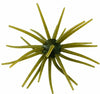 Head Hunter Spider Monkey Urchin