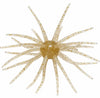 Head Hunter Spider Monkey Urchin