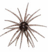 Head Hunter Spider Monkey Urchin