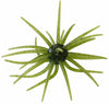 Head Hunter Spider Monkey Urchin