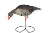 FFD Elite Full Body Specklebelly Decoy