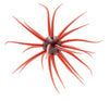 Hideup Coike Creature Bait