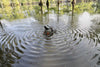 Mojo Butt Up Rippler 2 Duck Decoy