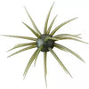 Hideup Coike Creature Bait