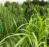 Blind Grass Custom Roll-N-Geaux Teal Blind Kit 8'
