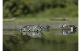 Avian X Top Flight Blue Wing Teal 6pk