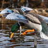 Avian X Power Flight Mallard Decoy