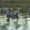 Avian X Top Flight Gadwall Decoys