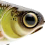 Spro KGB Lil Guy Swimbait
