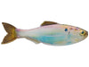 6th Sense Plump Panorama