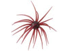 Hideup Coike Creature Bait