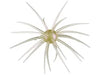 Hideup Coike Creature Bait