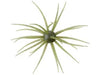 Hideup Coike Creature Bait
