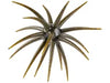 Berkley PowerBait MaxScent Moeba Creature Bait