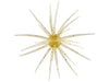 Hideup Coike Creature Bait